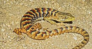 A southern alligator lizard
