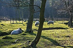 A field of sheep in Derbyshire, England
