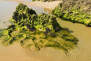 Rock formation covered with algae on a beach