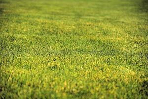 Green grass
