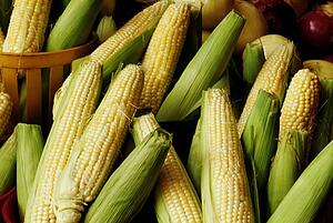 Corn cobs