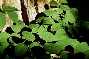 Green plants growing beside a tree trunk