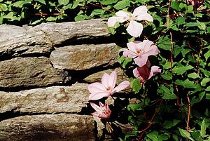 Flowers in a garden