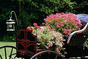 Old carriage with flowers in it