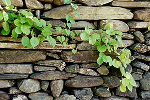 Stone wall and vine