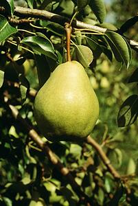 Pear hanging from a tree branch