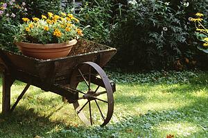 Flower pot in a wheelbarrow