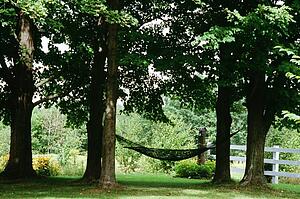 Hammock hanging between maple trees