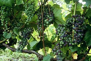 Grapes