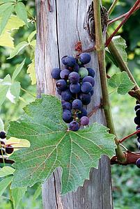Grapes