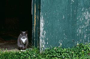 Cat in a doorway