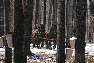 Horses pulling wagon in maple forest