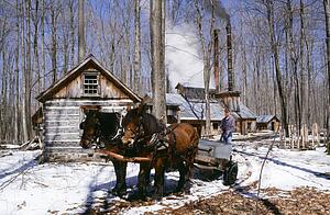 Horse and wagon by sugar house