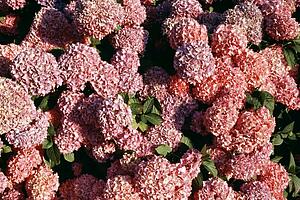 Pink lilacs