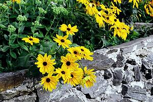 Yellow daisies 