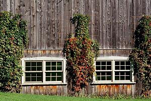 Vines growing on the outside of a barn