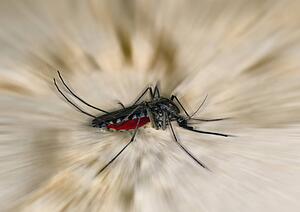 Close up of a mosquito