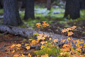 Forest floor in Autumn, Banff National Park, Alberta, Canada 