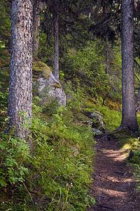 Forest path