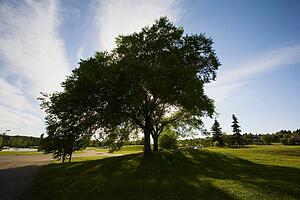 Trees beside a path