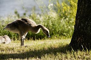Geese by a lake