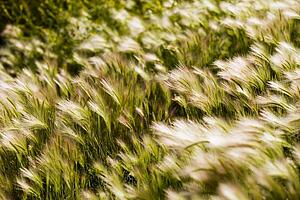 Foxtail barley