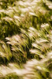 Foxtail barley