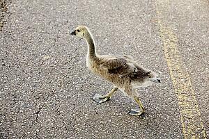 Goose crossing the road