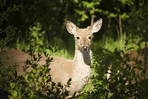 Deer in the bush