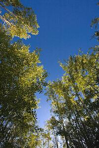 Low angle shot of tall trees