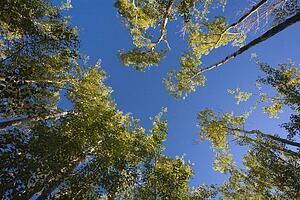 Low angle shot of tall trees