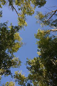 Low angle shot of trees