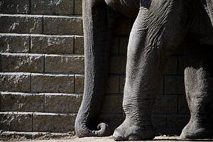 Elephant trunk and legs