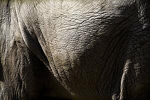 Close up of an elephant's side