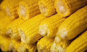 Husked corn on the cob