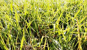 Close up of grass