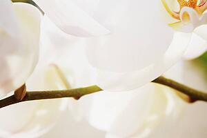 Closeup of white flowers