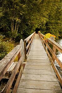 Wooden bridge in a forest
