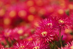 Crimson flowers with yellow centers 