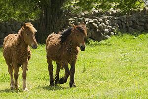 Spanish Cantabrian mountain ponies