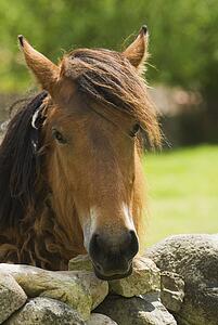 Spanish Cantabrian mountain pony