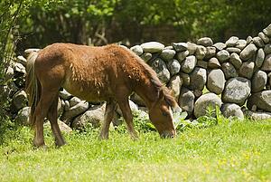Spanish Cantabrian Mountain Pony Shedding its Winter Coat 