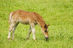 Foal grazing in field