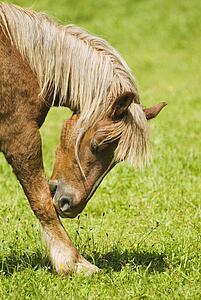 Horse licking his leg