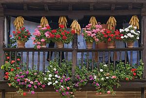 Wooden balcony displaying flowers and drying corn cobs, Carmona, Cantabria, Northern Spain 