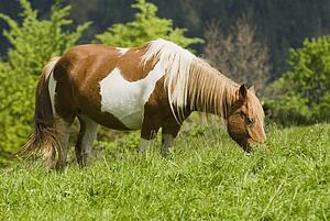 Horse grazing in Cantabria, Northern Spain 