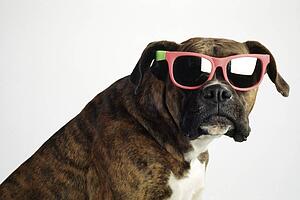 Boxer wearing sunglasses