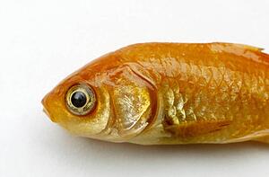 Closeup of a fish