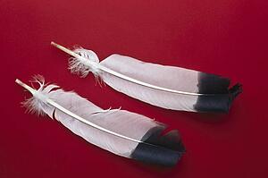 Bird feathers