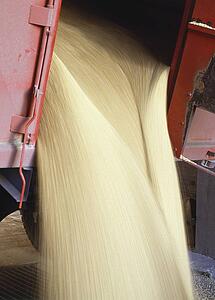 Grain pouring out of a truck